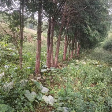 红豆杉