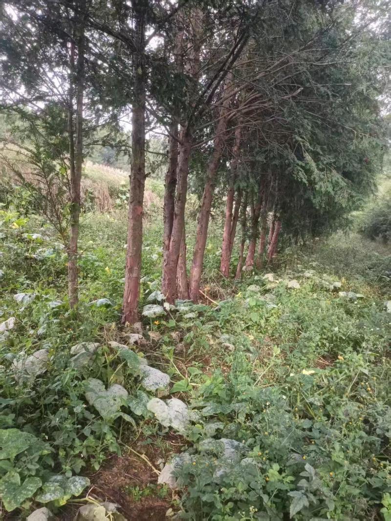 红豆杉