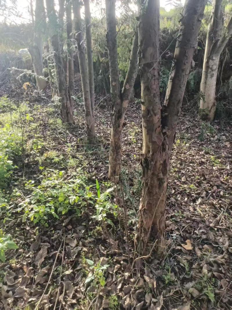 红豆杉