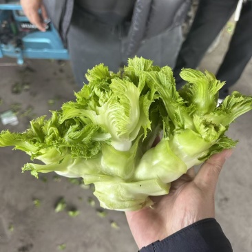 200年蔬菜批发经营代卖各种蔬菜需要的联系