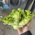 200年蔬菜批发经营代卖各种蔬菜需要的联系