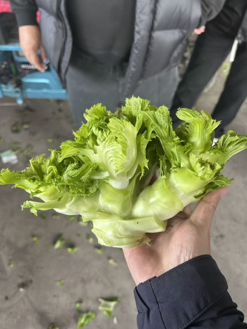 200年蔬菜批发经营代卖各种蔬菜需要的联系