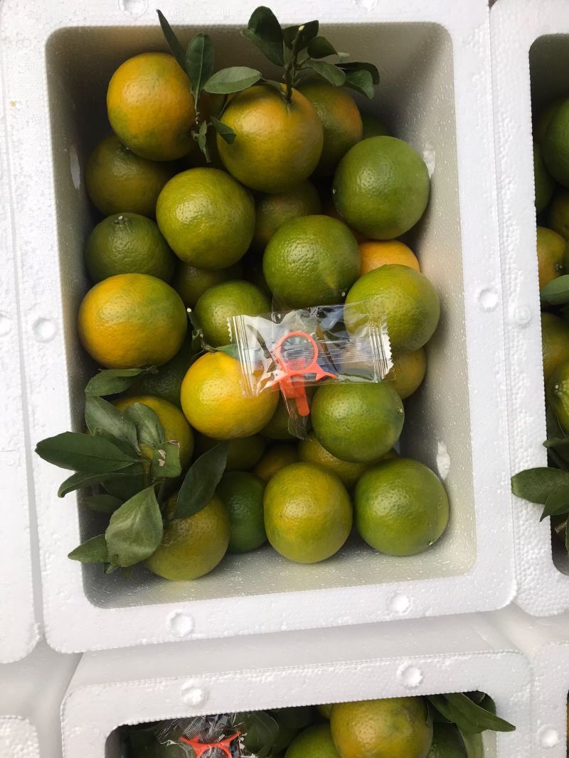 广西武鸣皇帝柑