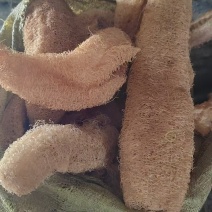 有一吨多的药用丝瓜络出售！