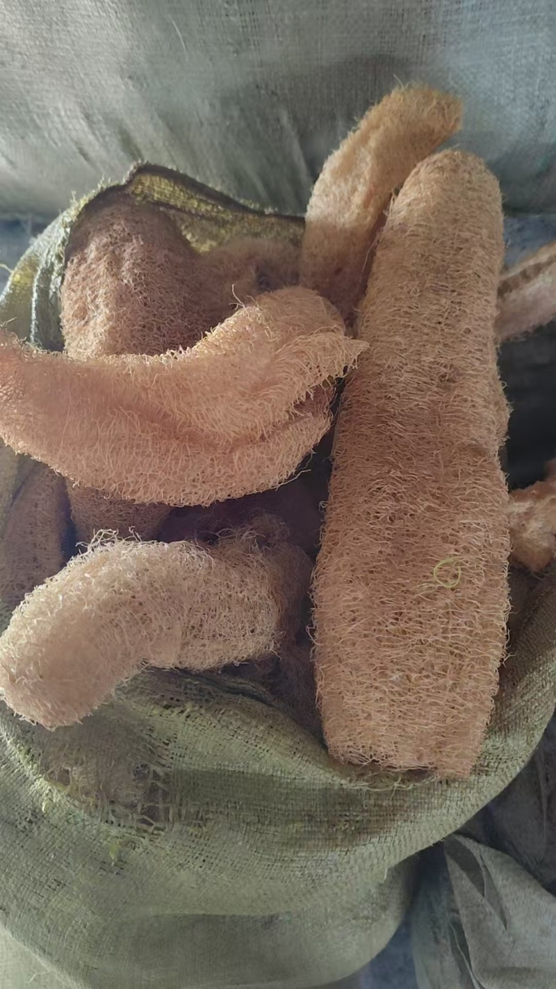 有一吨多的药用丝瓜络出售！
