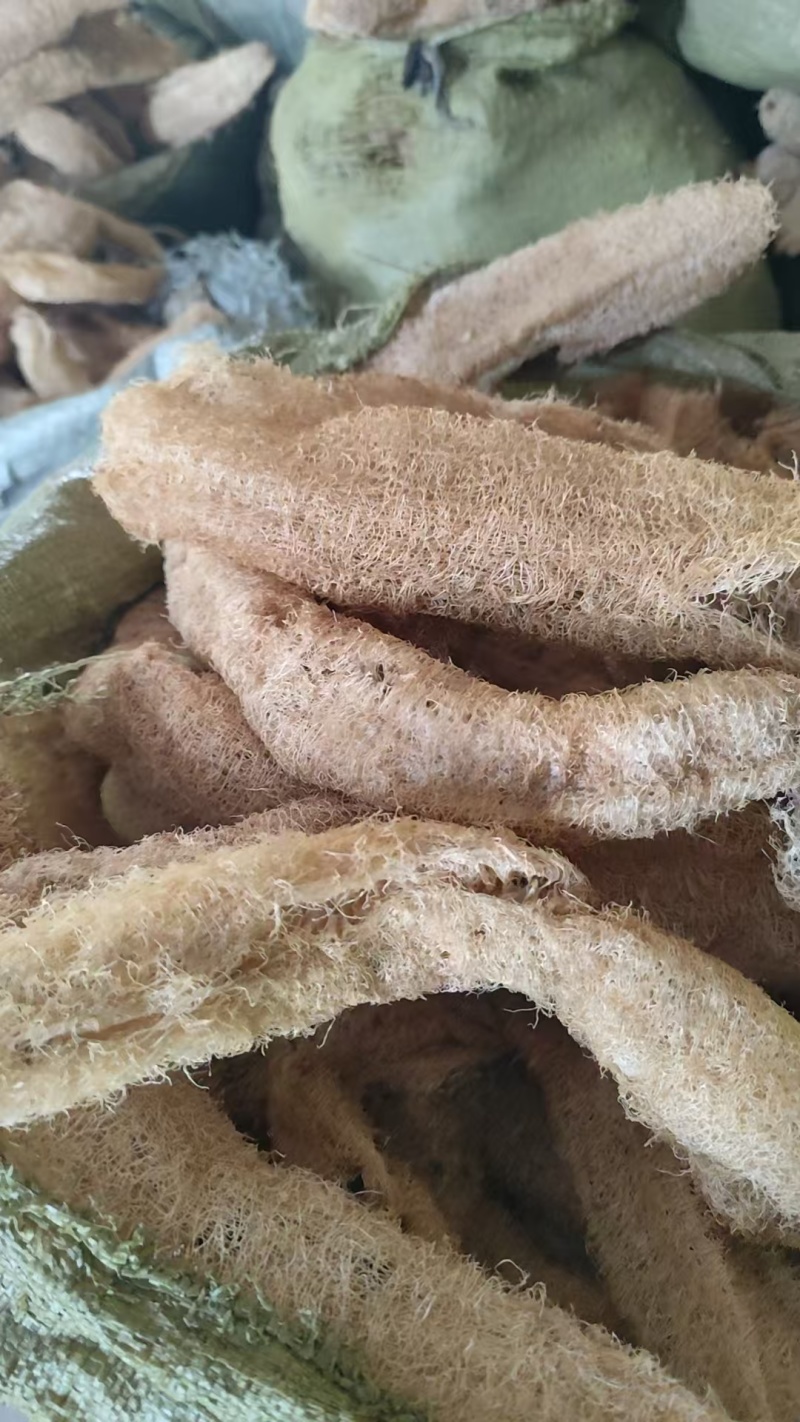 有一吨多的药用丝瓜络出售！