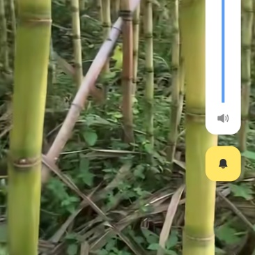 广西甘蔗