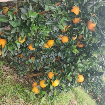 脐橙
