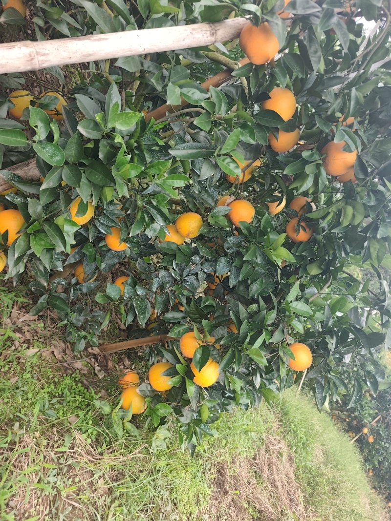 脐橙