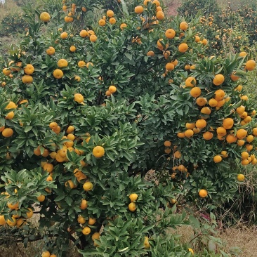 蜜广