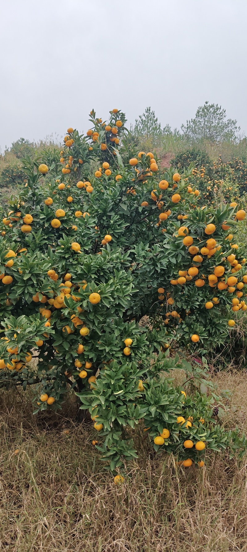蜜广