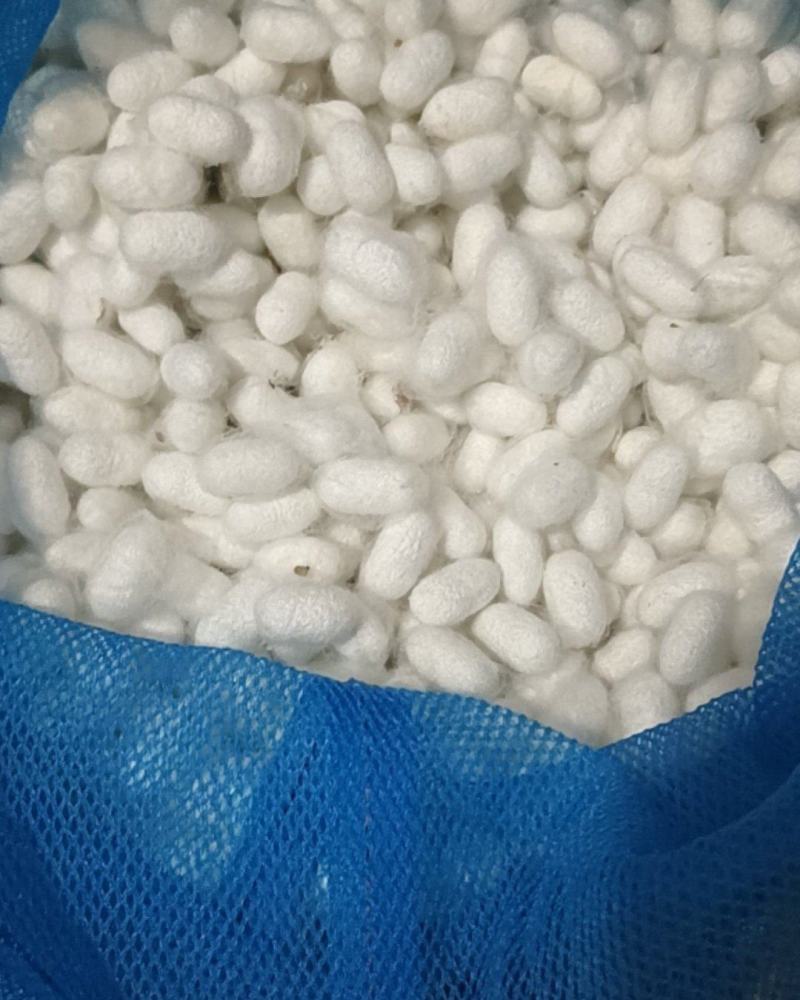 A茧40斤左右