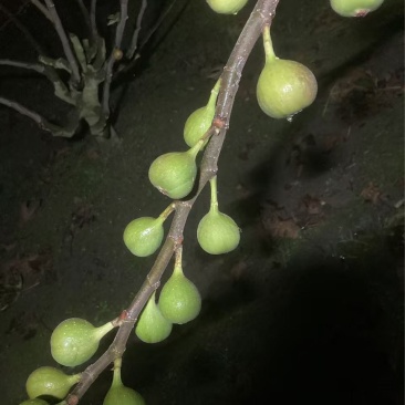 威海无花果批发10，不讲价，合适联系