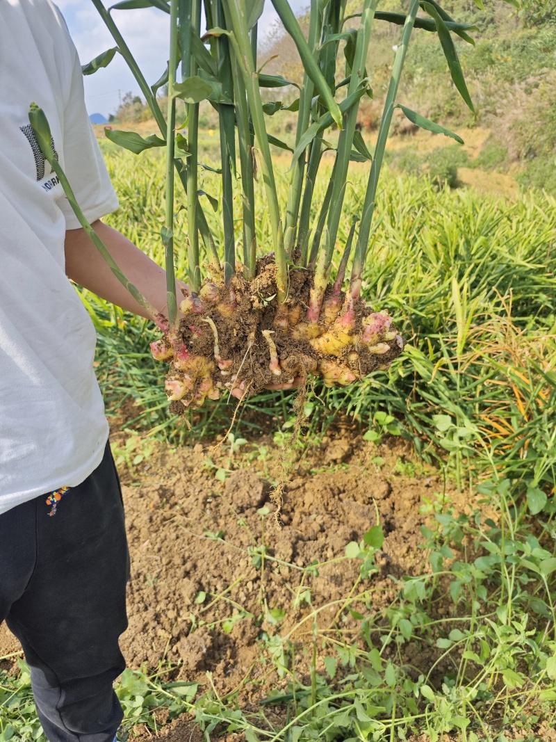 大黄姜，老姜