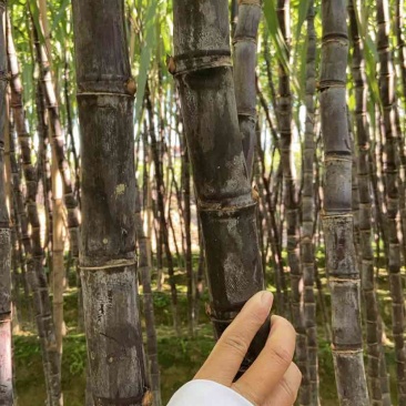 广西黑皮甘蔗，大量上市，一吨起批，适合商超，市场，电商