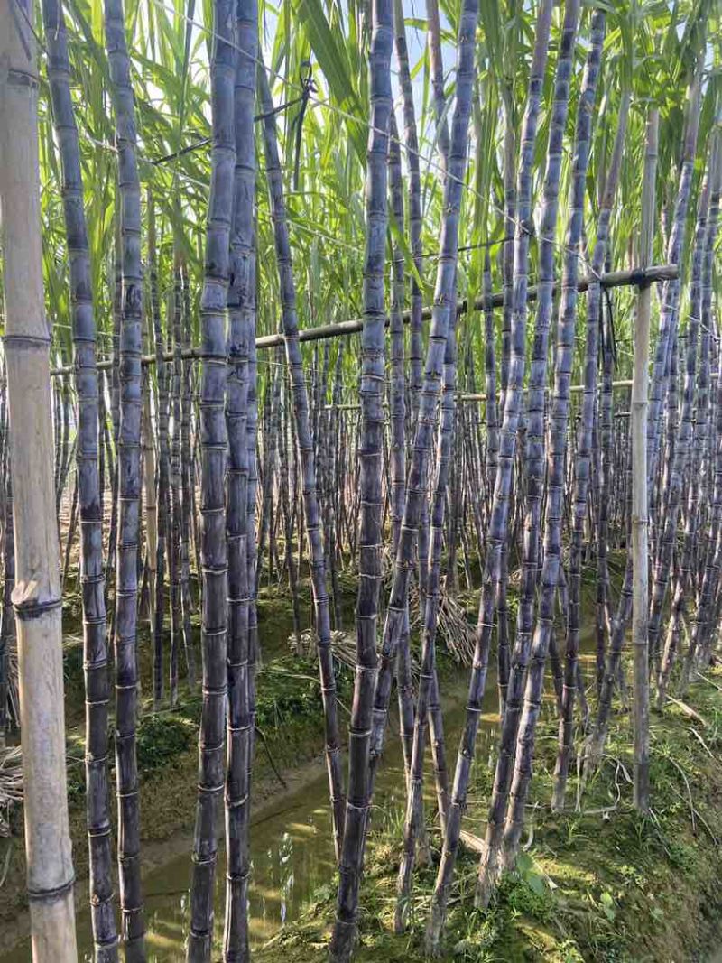 广西黑皮甘蔗，大量上市，一吨起批，适合商超，市场，电商