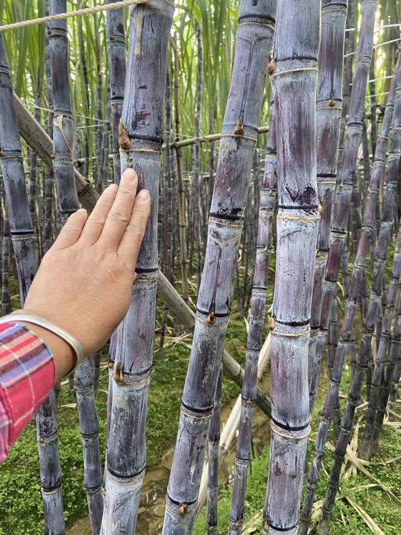 广西黑皮甘蔗，大量上市，一吨起批，适合商超，市场，电商