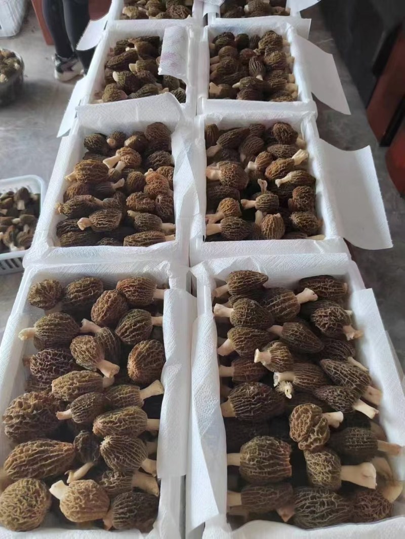 高原羊肚菌