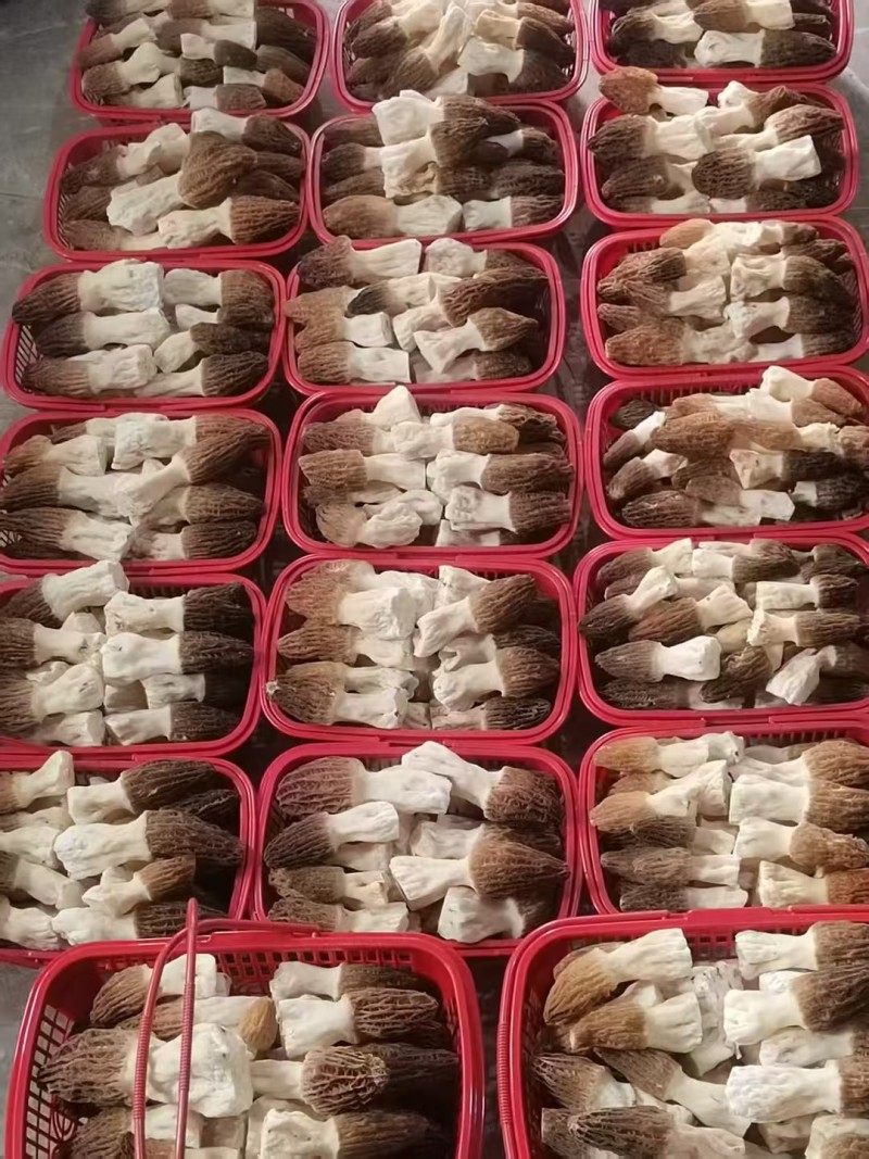 高原羊肚菌
