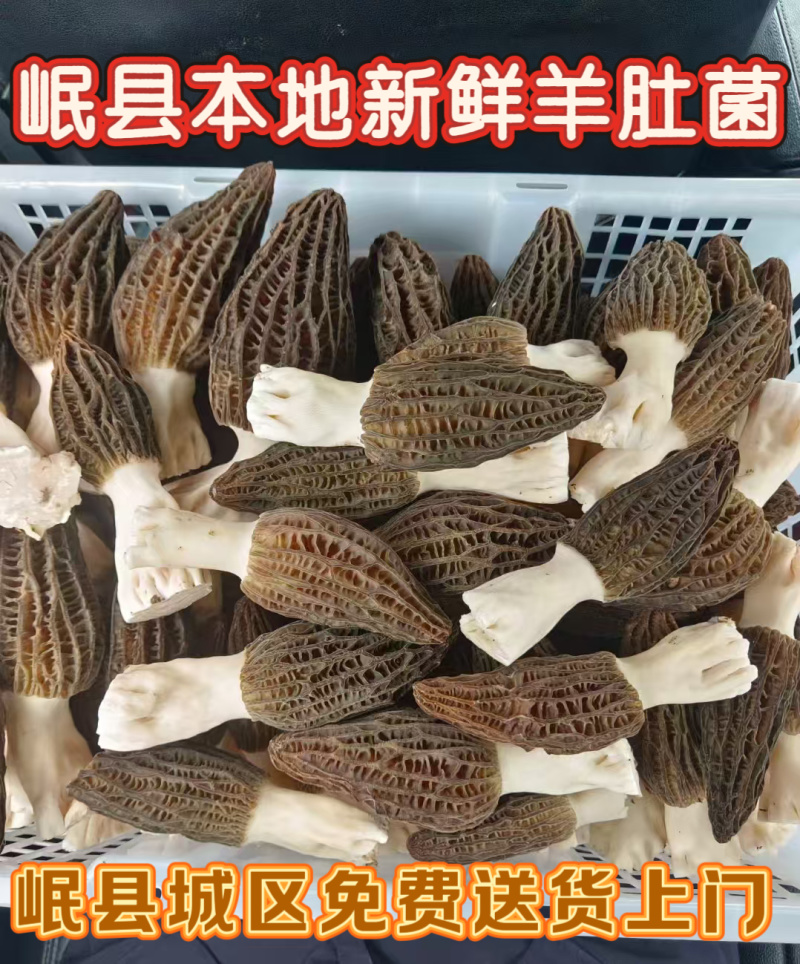 高原羊肚菌