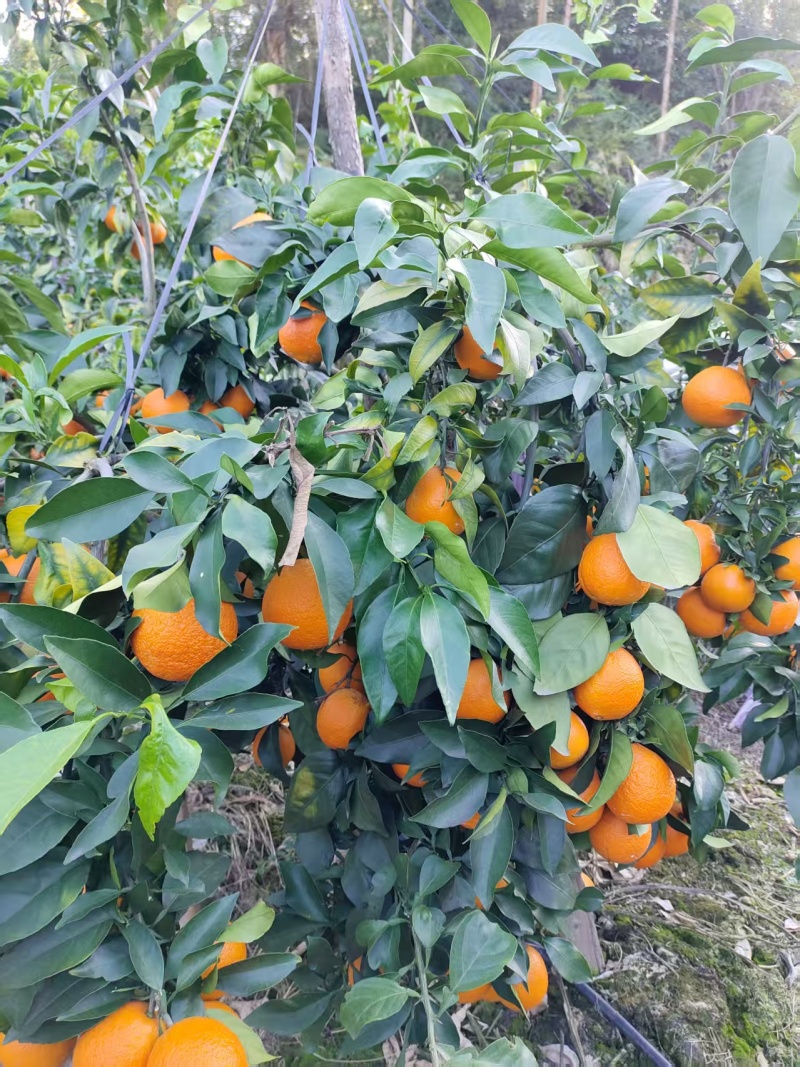 果冻橙