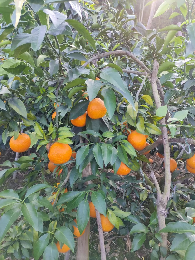 果冻橙