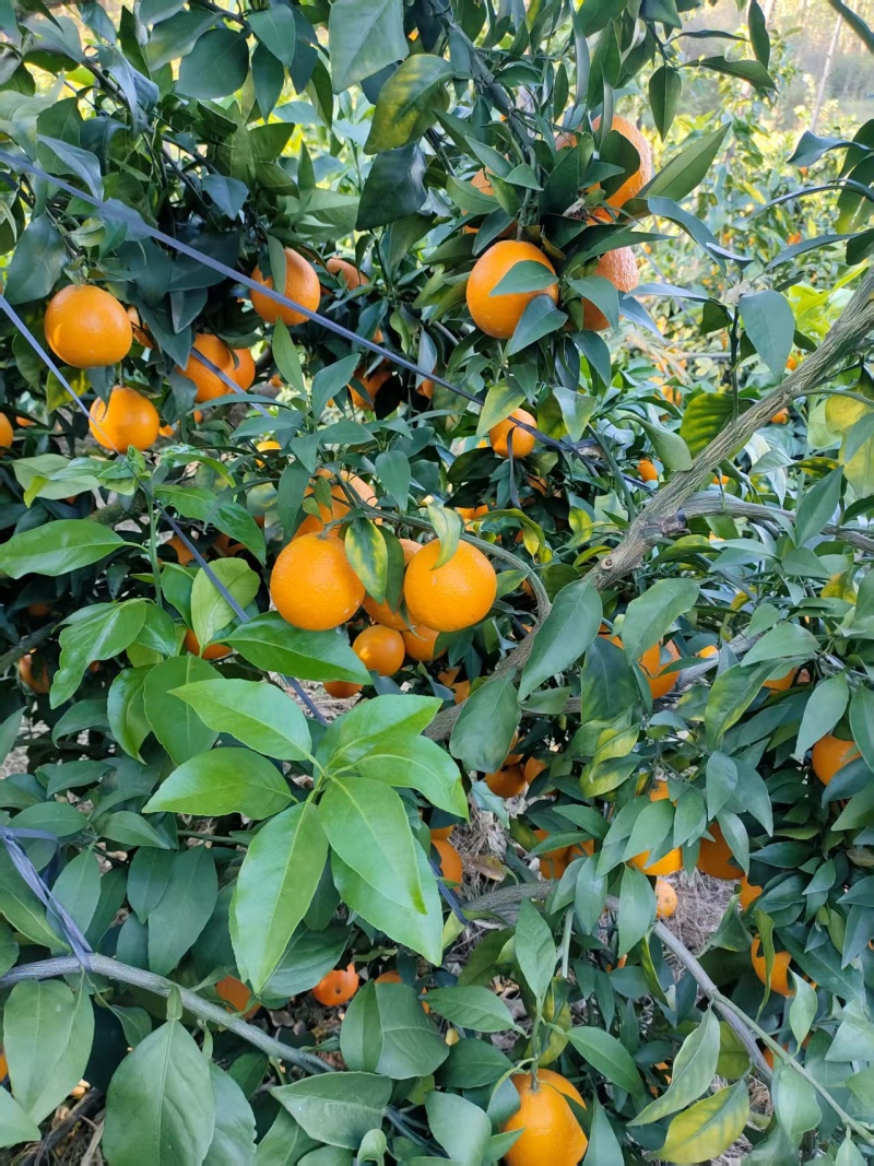 果冻橙