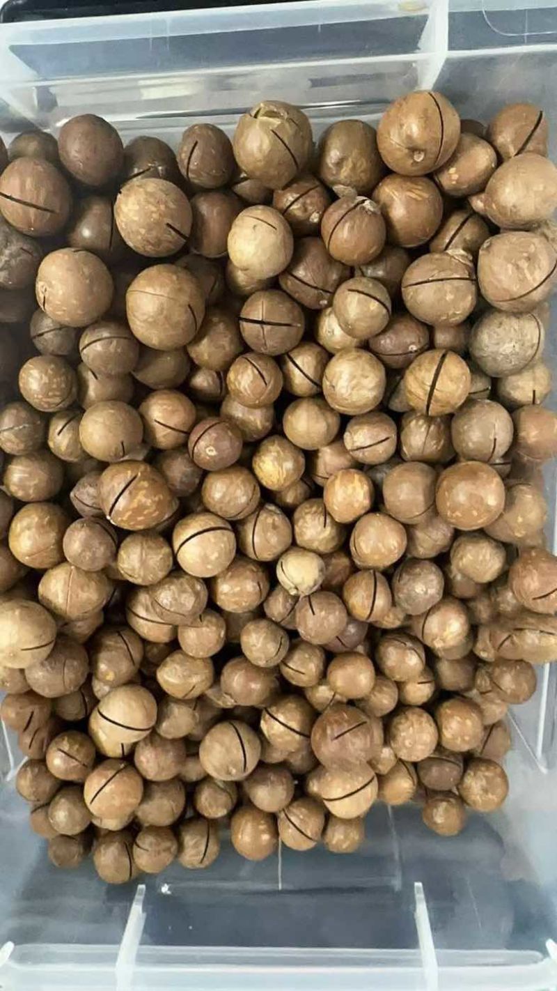 夏威夷果电商一件代发，欢迎老板们来考察，量大的来
