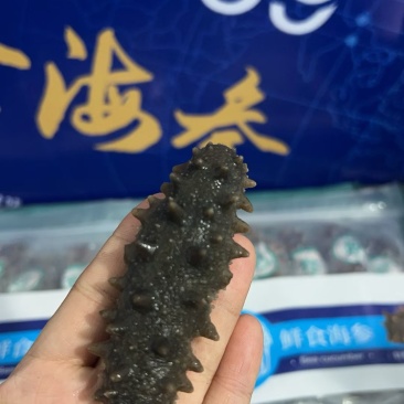威海本地即食海参。大头6-8只要88一斤