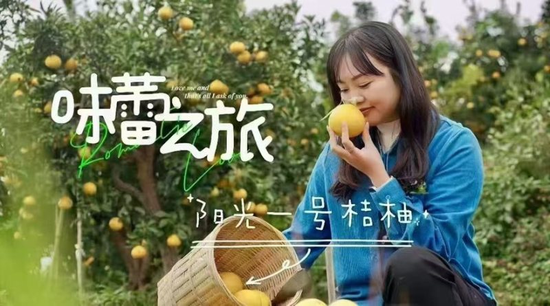 阳光一号桔柚