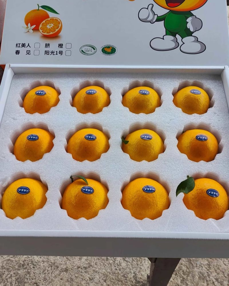 阳光一号桔柚