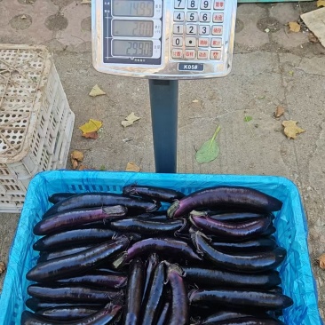 茄子