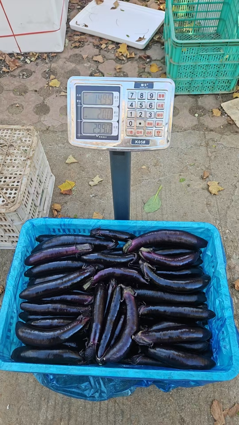 茄子
