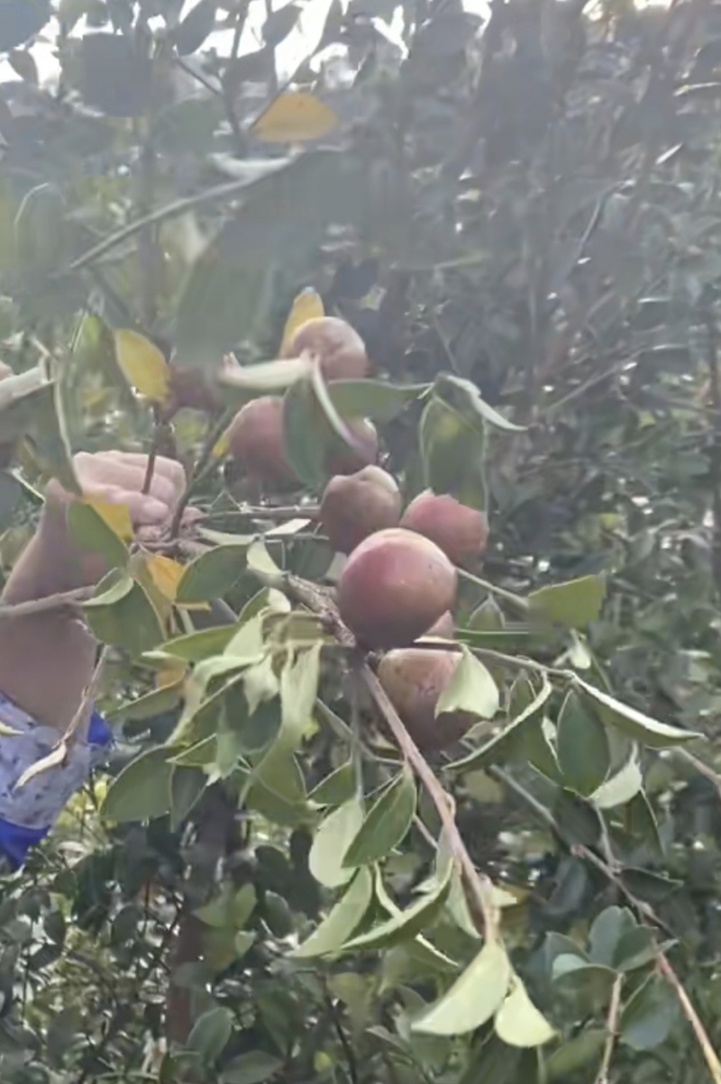 百色凌云高山小颗山茶油