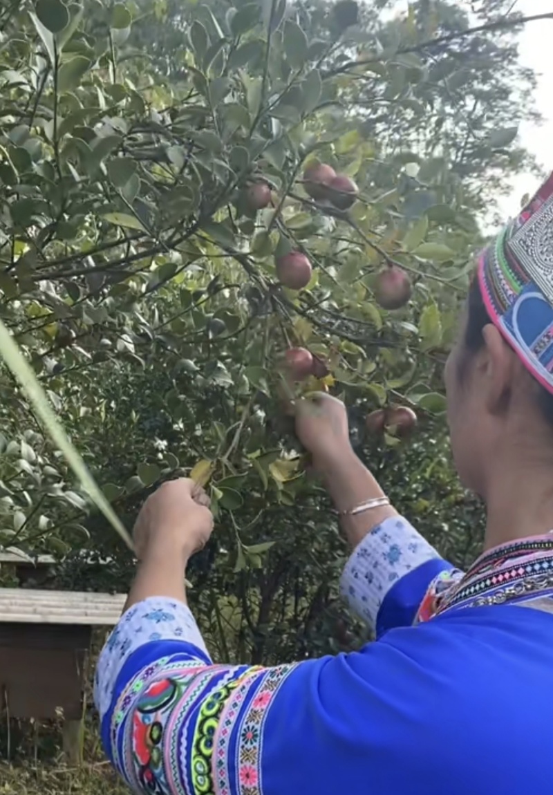 百色凌云高山小颗山茶油