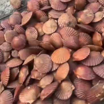 港湾贝