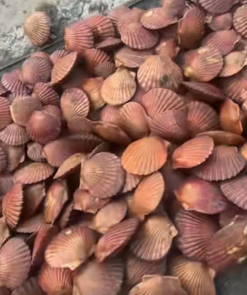 港湾贝