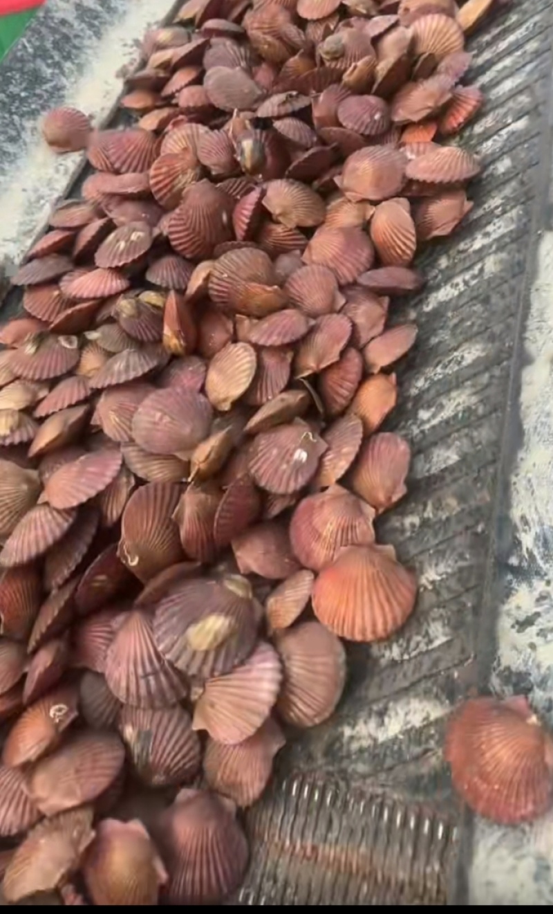 港湾贝
