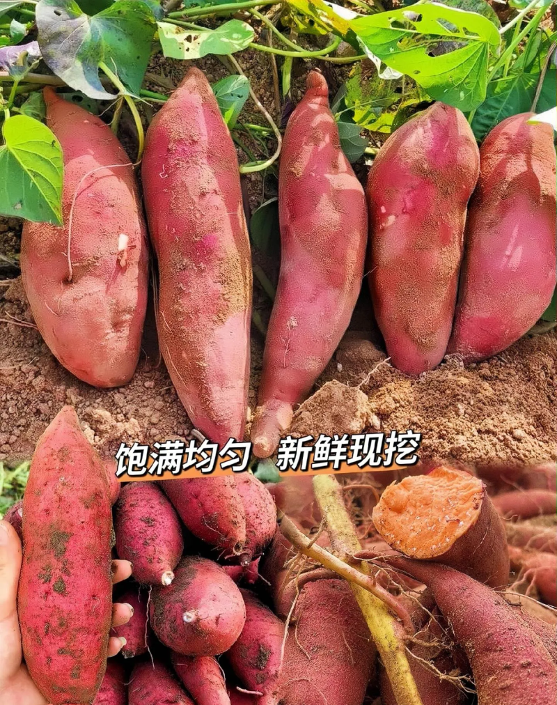 山东烟薯25，批发，电商代发源头产地