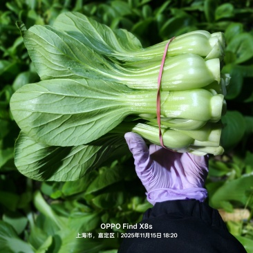菜苔