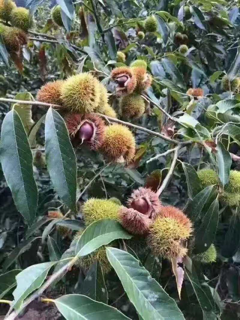 建瓯锥栗苗