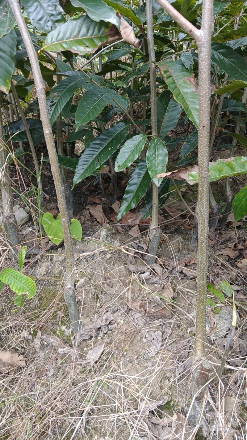 建瓯锥栗苗