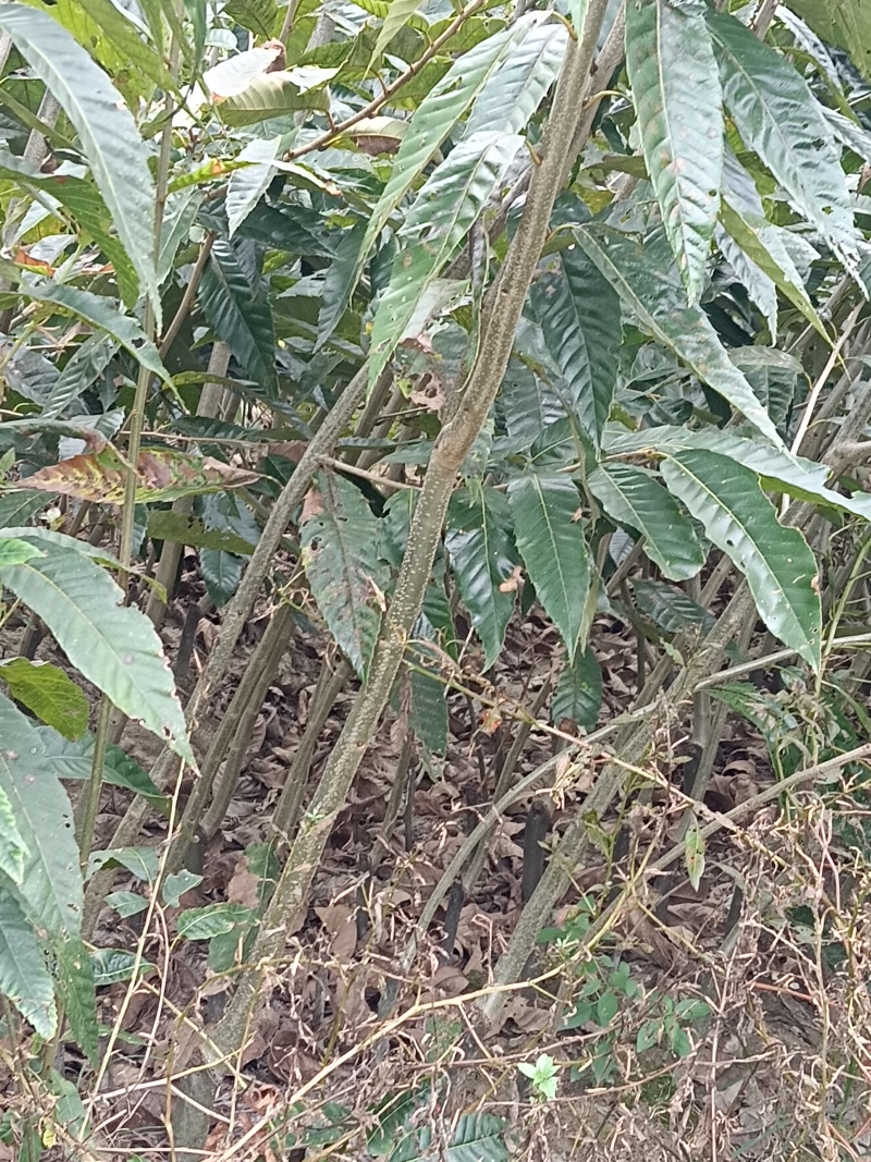 建瓯锥栗苗