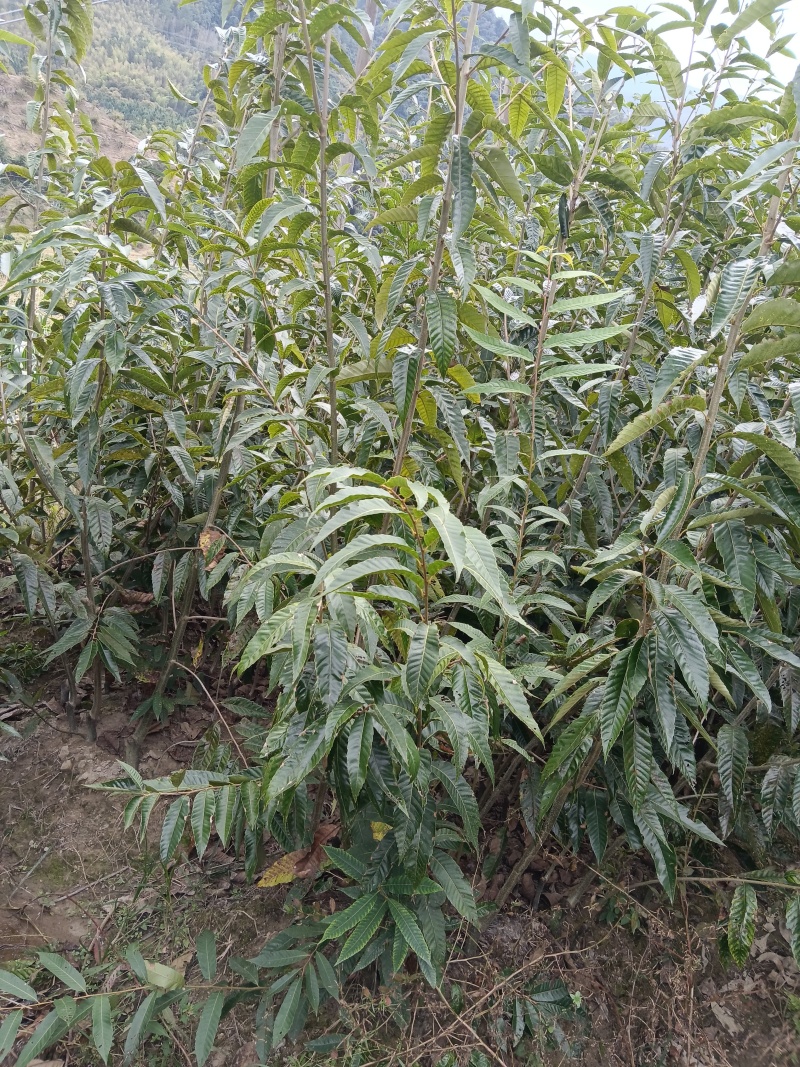 建瓯锥栗苗