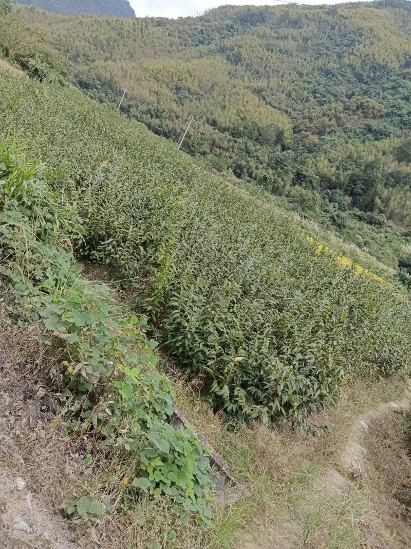 建瓯锥栗苗