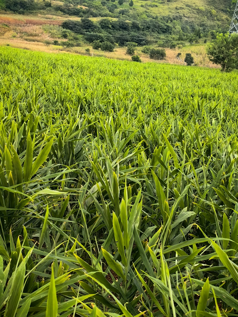 贵州山地二黄姜