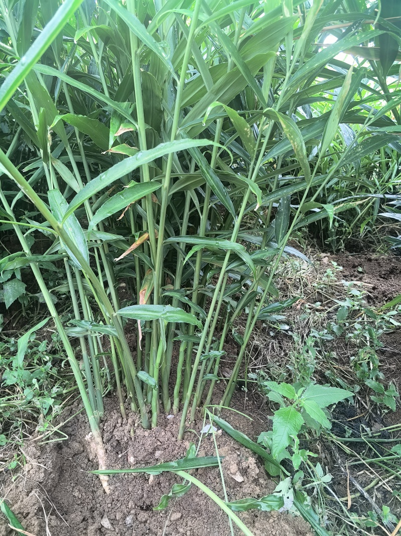 贵州山地二黄姜