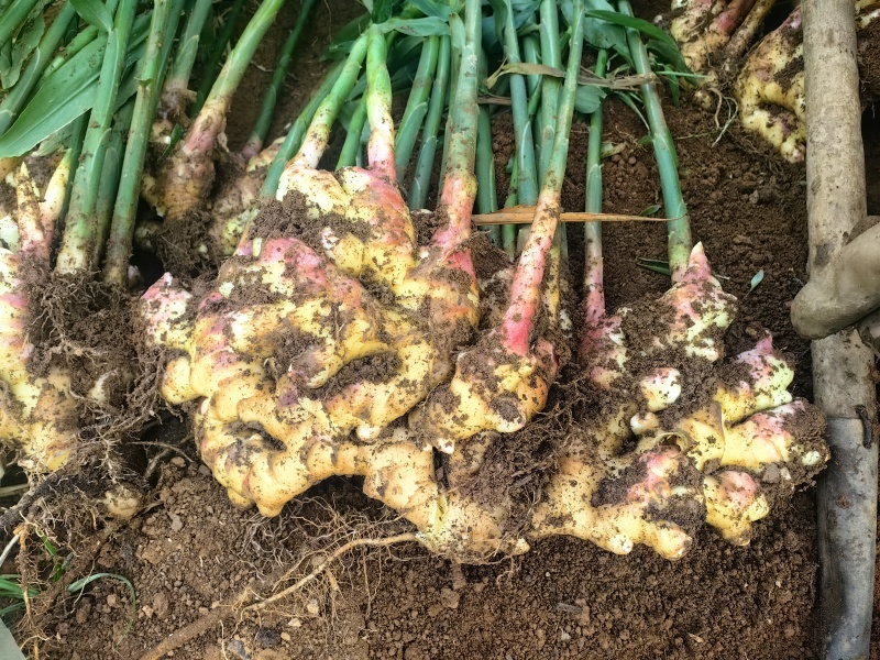 贵州山地二黄姜