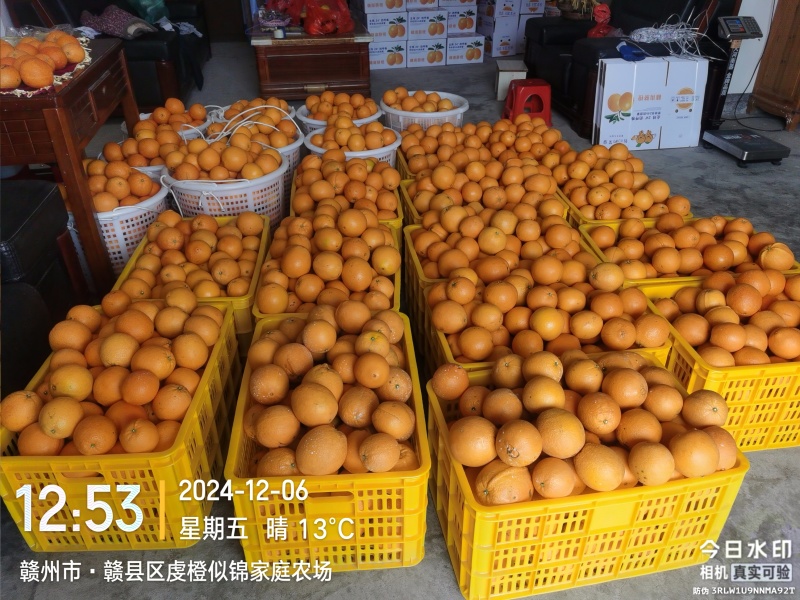 江西赣南脐橙