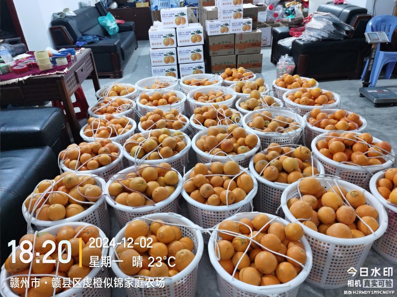 江西赣南脐橙